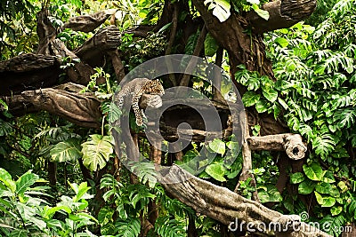 Leopard resting on a tree limb at Balinese zoo.