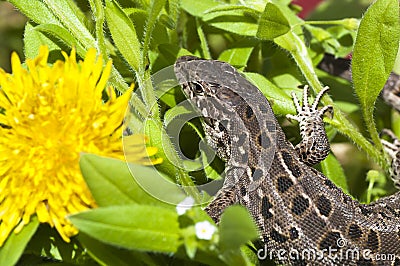 Beautiful lizard on flowers