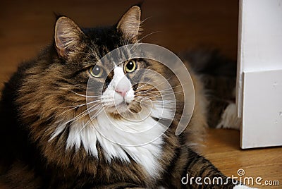 Beautiful Male Norwegian Forest Cat With Wide Eyes