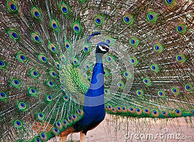 A Beautiful Male Peacock Display