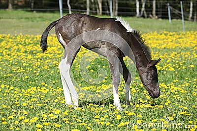 Beautiful paint horse foal on pasturage