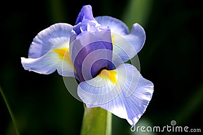 Beautiful pale blue iris flower in Spring garden