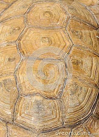 Beautiful patterns on hard tortoise shell
