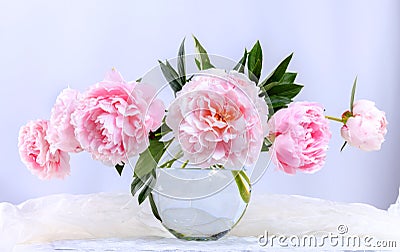 Beautiful pink peonies