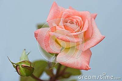 Beautiful pink rose