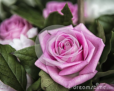 Beautiful pink Rose flower in the garden, the perfect gift for all occasions