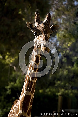 Beautiful portrait of a Giraffe