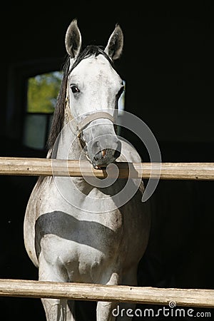 Beautiful purebred gray arabian horse standing in the barn door