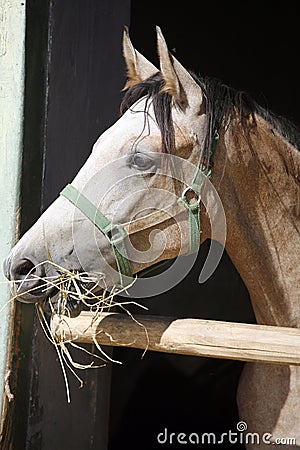 Beautiful purebred gray arabian horse standing in the barn door