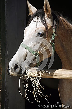 Beautiful purebred gray arabian horse standing in the barn door