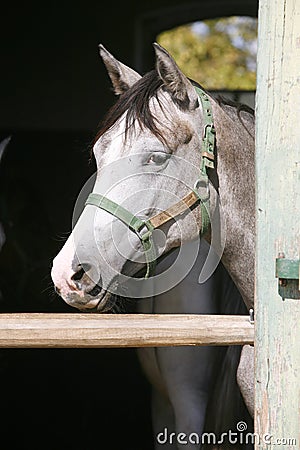 Beautiful purebred gray arabian horse standing in the barn door