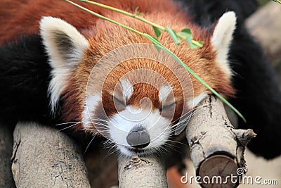 Beautiful red panda in Hong Kong