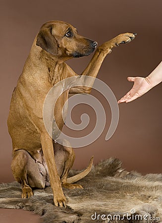 Dog giving paw to human