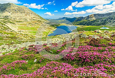 Beautiful rhododendron flowers and Bucura mountain lakes,Retezat mountains,Romania