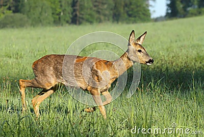 Beautiful roe deer