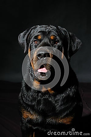 Beautiful Rottweiler dog on a black background