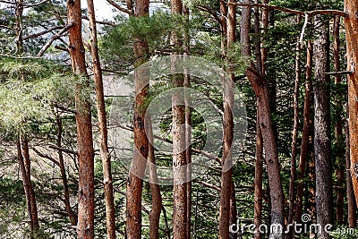 Beautiful scenery of pine forest in spring time, Japan