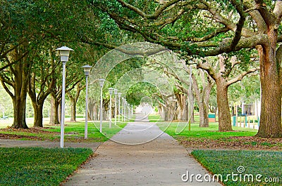 Beautiful shaded sidewalk with a lush green tree canopy