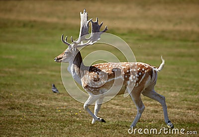 Beautiful sika deer running on a meadow