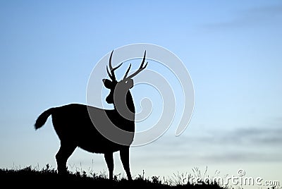 Beautiful Silhouette od Taiwan Sambar Deer