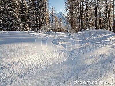 Beautiful snowy mountain wood in the Engadine with the panorama