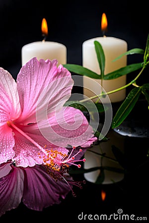 Beautiful spa setting of delicate pink hibiscus, green tendril