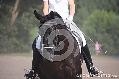 Beautiful sport horse portrait during dressage test