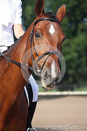 Beautiful sport horse portrait during dressage test