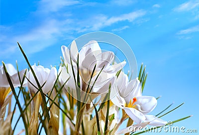 Beautiful Spring Flowers on blue sky background