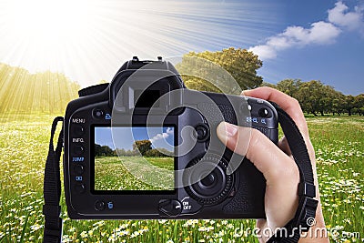 Beautiful spring landscape with daisies