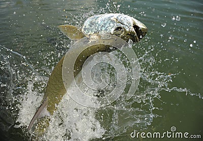 Beautiful tarpon fish jumping out of water