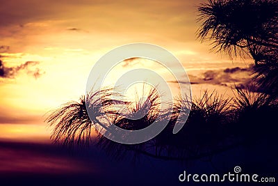 Beautiful tree leaves silhouette at sunset