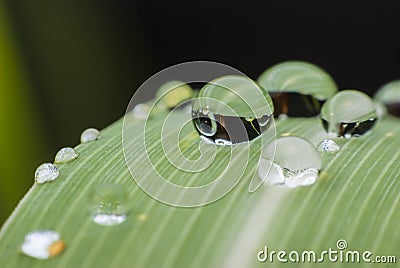 Beautiful water drop on green leaf macro .