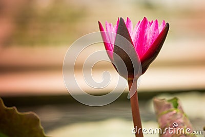 Beautiful waterlily in lake of peace