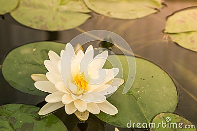 Beautiful waterlily in lake of peace