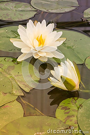 Beautiful waterlily in lake of peace