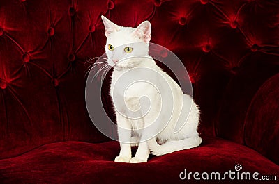 Beautiful White Cat Kitten posing on Red Velvet Couch