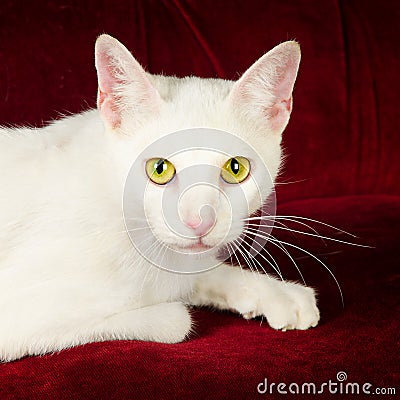 Beautiful White Cat Kitten on Red Velvet Couch