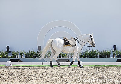 A beautiful white horse in sand arena