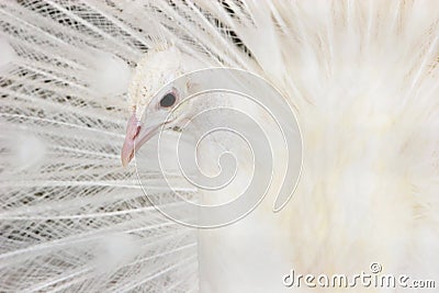 Beautiful white peacock