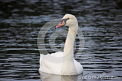 Beautiful White Swan Swimming in Lake