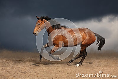 Beautiful wild brown horse galloping on sky