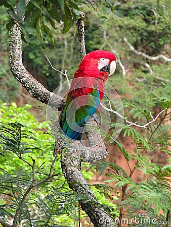 Beautiful wild red macaw, seen at Buraco das Araras (Macaws Hole