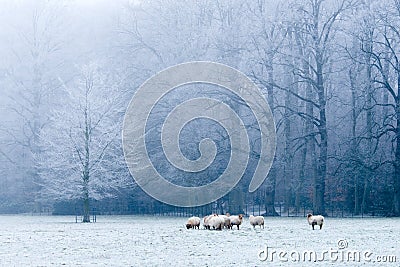 Beautiful winter landscape scene