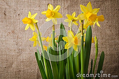 Beautiful yellow daffodils