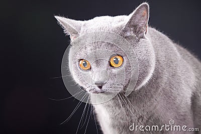 Beautiful young British blue cat on black