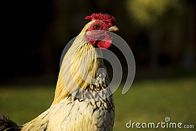 A beautiful young rooster