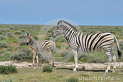 Beautiful young zebra with mum