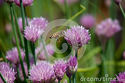 Bee Amongst the Chives