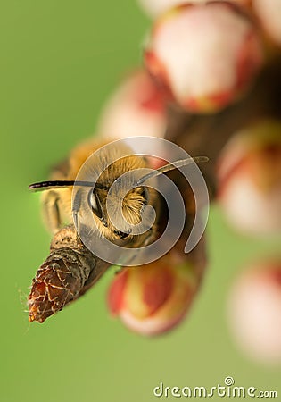 Bee - Apis mellifera